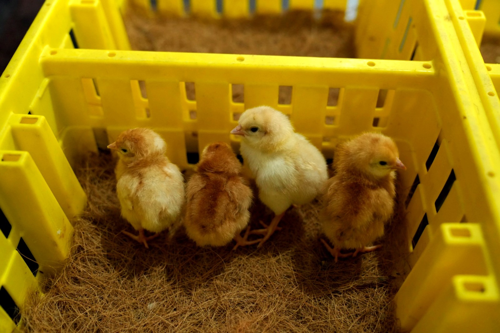 Day Old Chicks